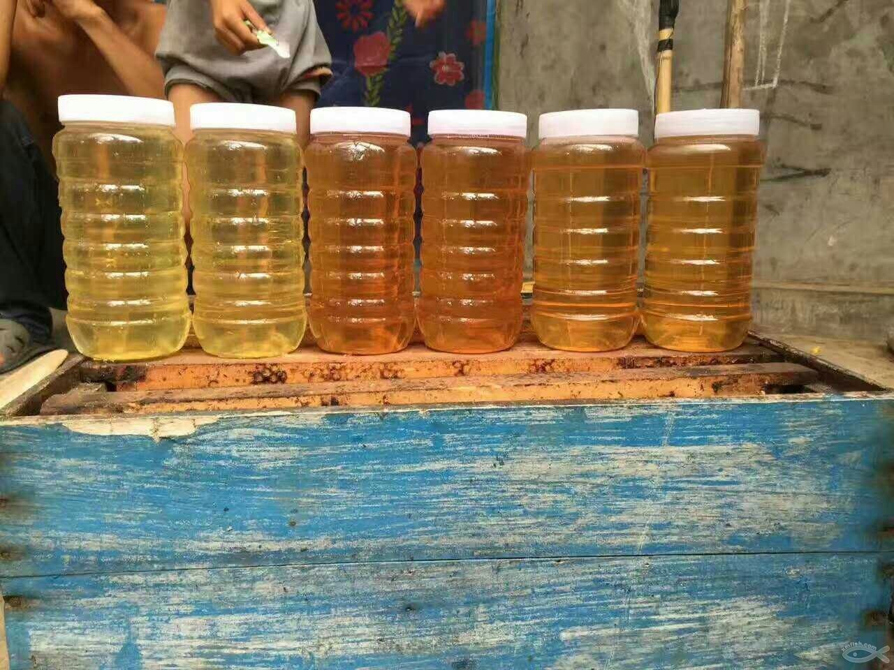 客家特产野蜂蜜